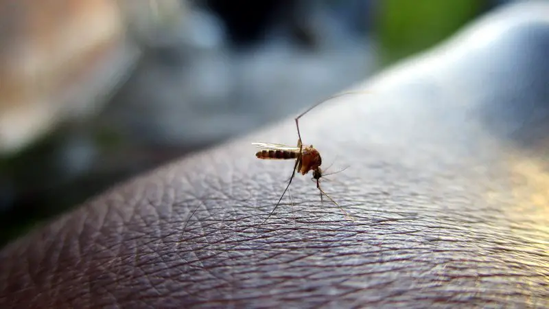 A mosquito on the skin of a human, about to bite.