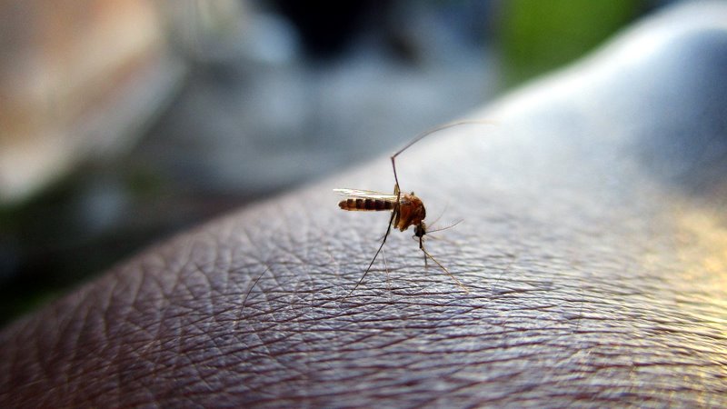 A mosquito on the skin of a human, about to bite.