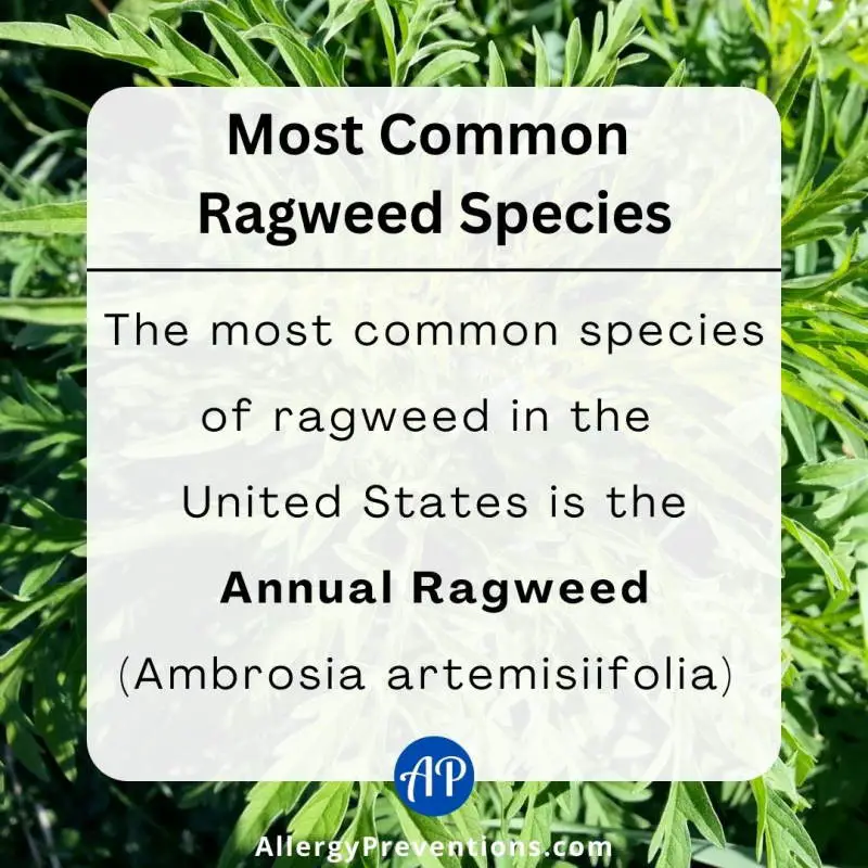 Most Common Ragweed Species fact. The most common species of ragweed in the United States is the Annual Ragweed (Ambrosia artemisiifolia).