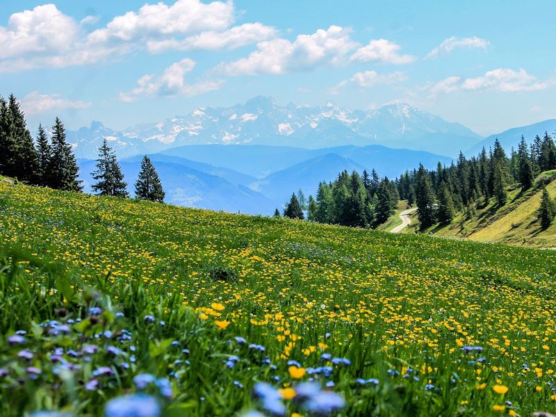 A field with wild flowers, grasses, and weeds, with trees and mountains in the distance.