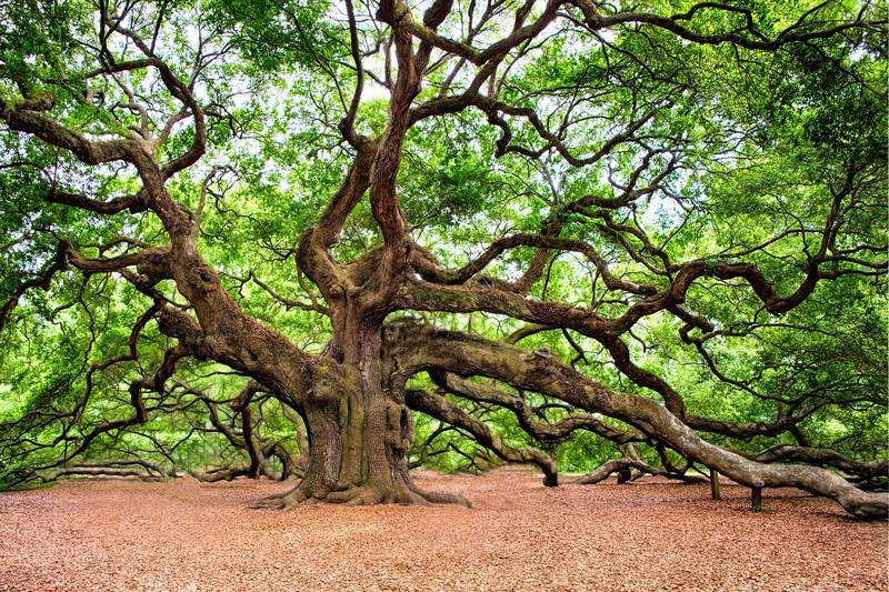 Old growth oak tree in spring with massive branches