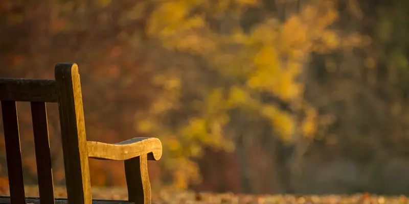 Wooden bench inside a park with tree leaves turning orange.