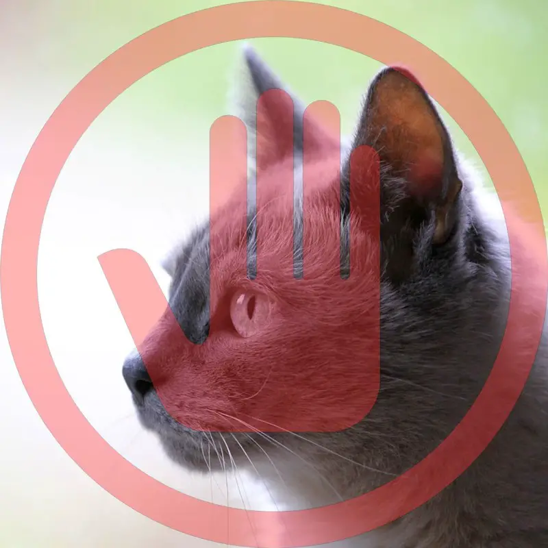 A gray cat looking to the left. There is a red hand signifying "stop" over the image of the cat.