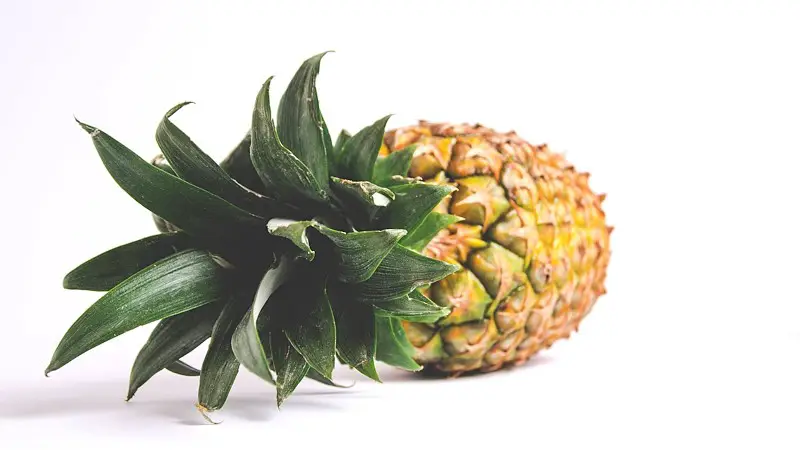 One pineapple laying on it's side with the crown facing the camera.