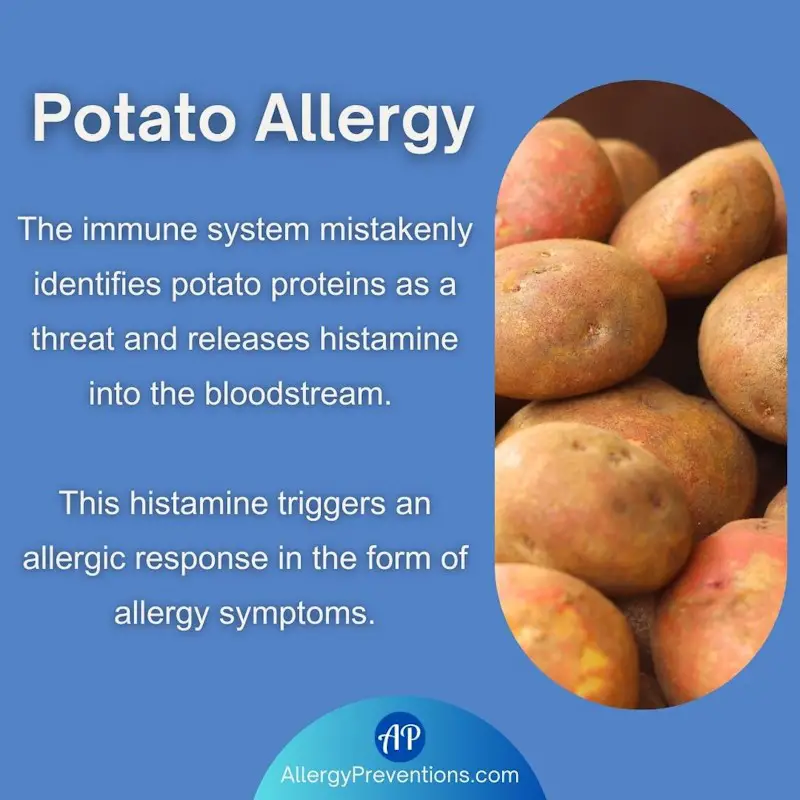 Potato allergy definition infographic: The immune system mistakenly identifies potato proteins as a threat and releases histamine into the bloodstream. This histamine triggers an allergic response in the form of allergy symptoms.