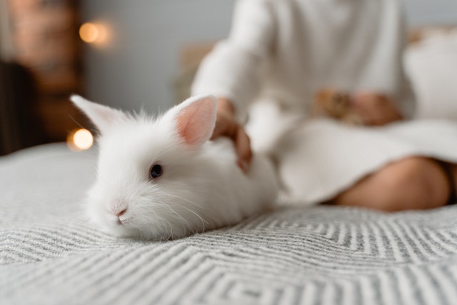 White rabbit on a bed being petted. 