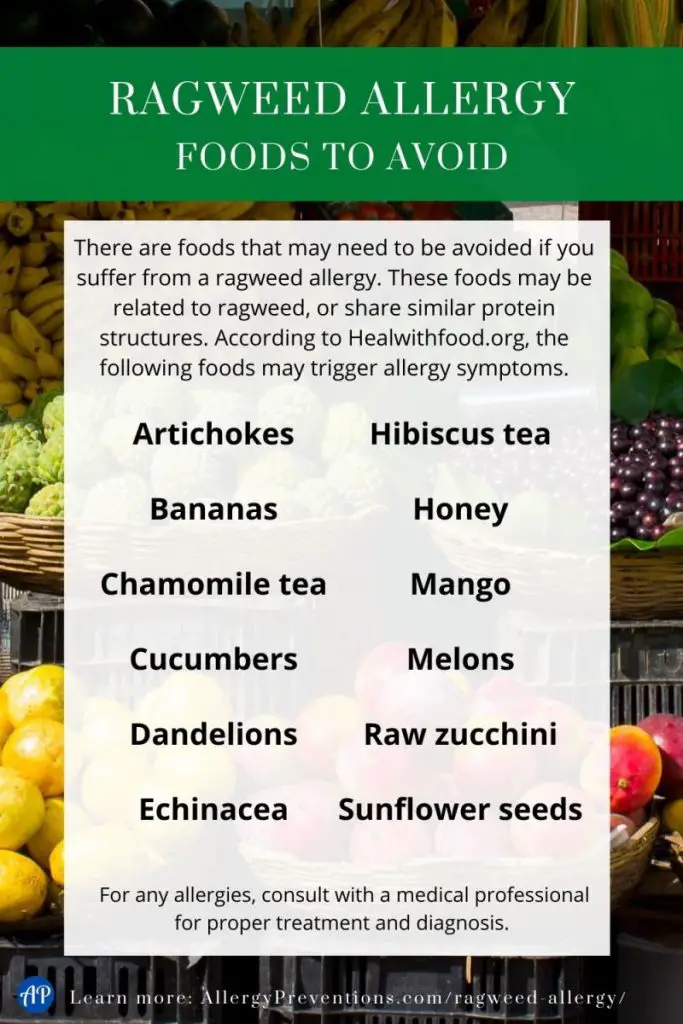 Ragweed allergy foods to avoid infographic. There are foods that may need to be avoided if you suffer from a ragweed allergy. These foods may be related to ragweed, or share similar protein structures. According to Healwithfood.org, the following foods may trigger allergy symptoms. Artichokes, Bananas, Chamomile tea, Cucumbers, Dandelions Echinacea, Hibiscus tea, Honey, Mango, Melons, Raw zucchini, Sunflower seeds. For any allergies, consult with a medical professional for proper treatment and diagnosis.