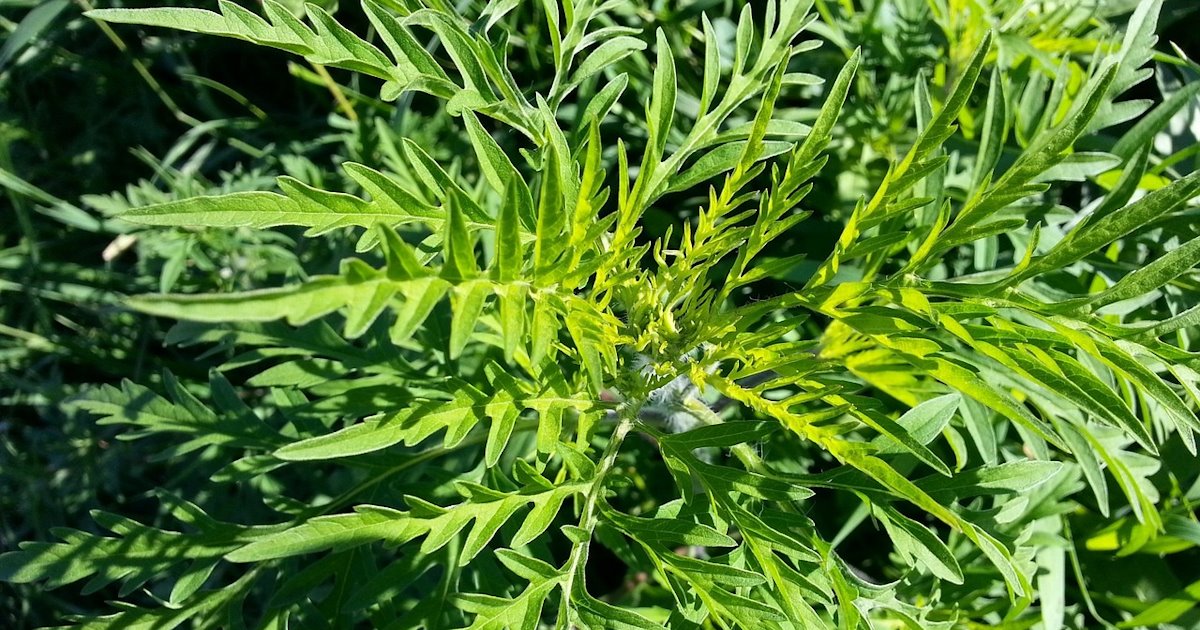 up-close image of the ragweed plant