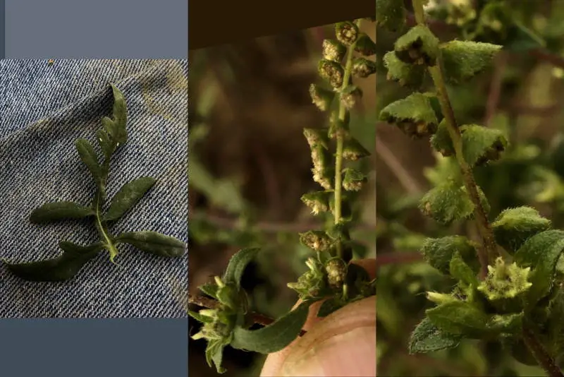 Image of a ragweed plant from three different angles. The first angle is one ragweed leaf with 3 distinct leaves branching off. The middle image is a close up of the ragweed seeds, still on the plant and in their pods. The seed pods are white and in a cluster. The last image is of the seed pods, and appears the seeds are no longer on the plant.