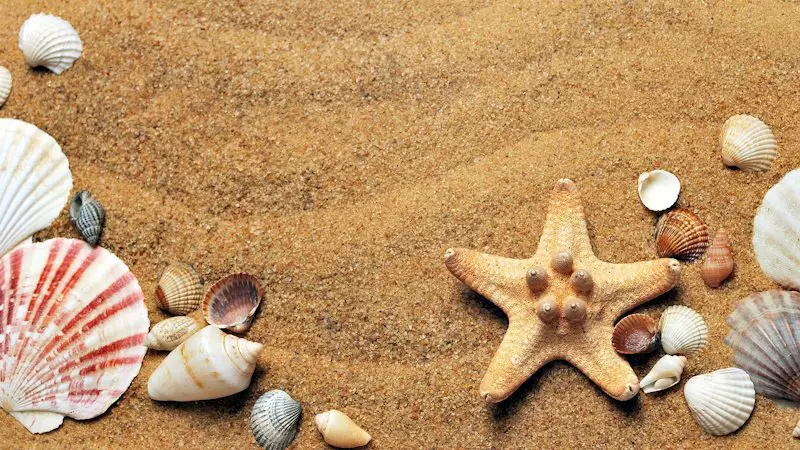 wavy sand surrounded by various seashells.