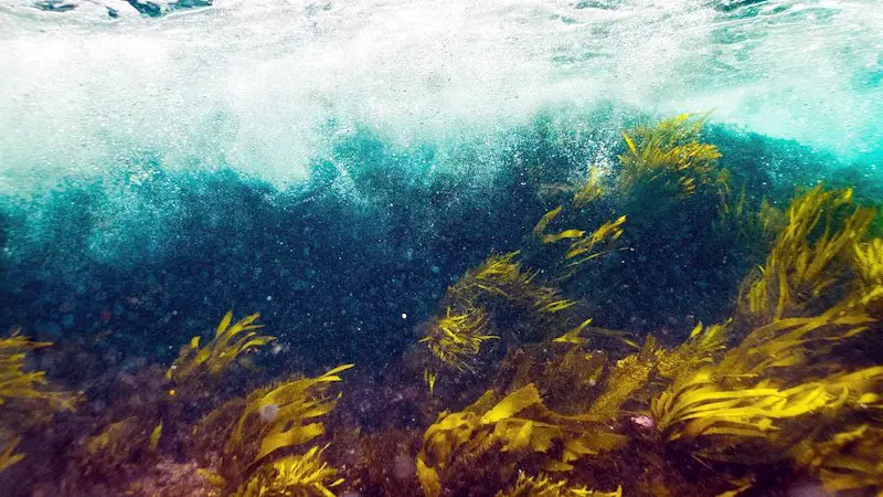 Underwater view was crashing waves and flowing seaweed.