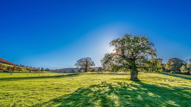 Summer meadow with trees, sheep, and blue skies.