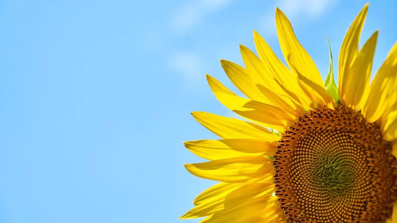A sunflower in the summer sky