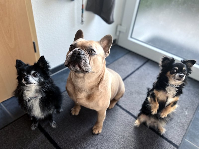 Three small dogs sitting in front of a door.