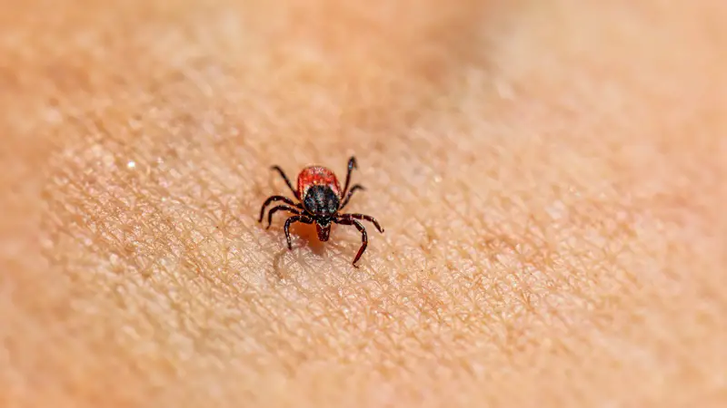 A closeup image of a tick with a red back on human skin.