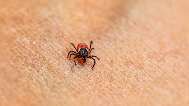 A closeup image of a tick with a red back on human skin.