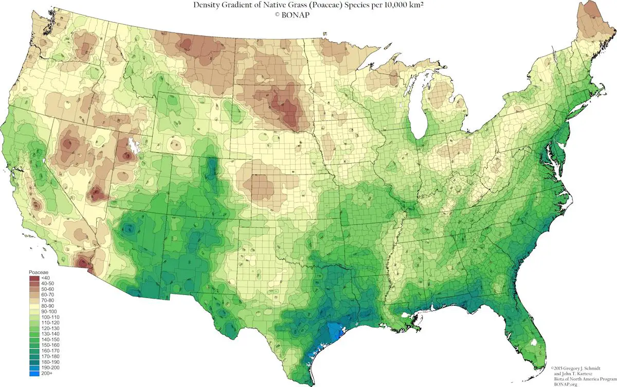 A map of the native grass density in the U.S. to include Timothy grass. This color coded map shows a higher density of grasses in the south with less density in the north.