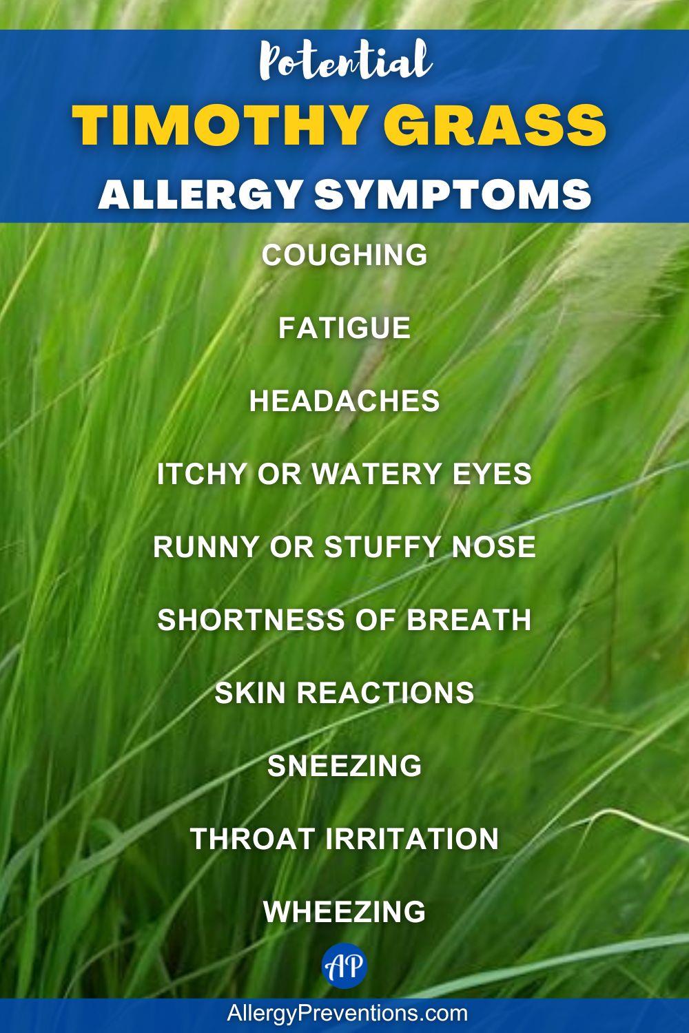 Timothy grass allergy symptoms infographic. Some potential allergy symptoms may include: Coughing, fatigue, headaches, Itchy or Watery Eyes, Runny or Stuffy Nose, shortness of breath, skin reactions, Sneezing, throat irritation, and Wheezing.