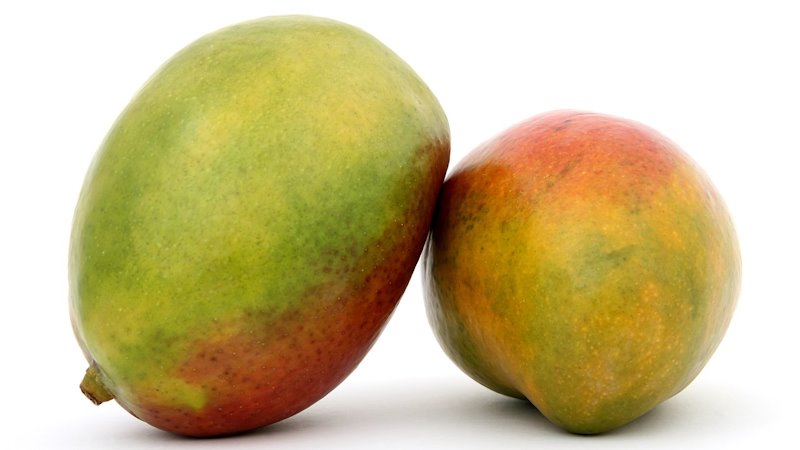 Two stone fruit mangoes ripe and resting against each other.