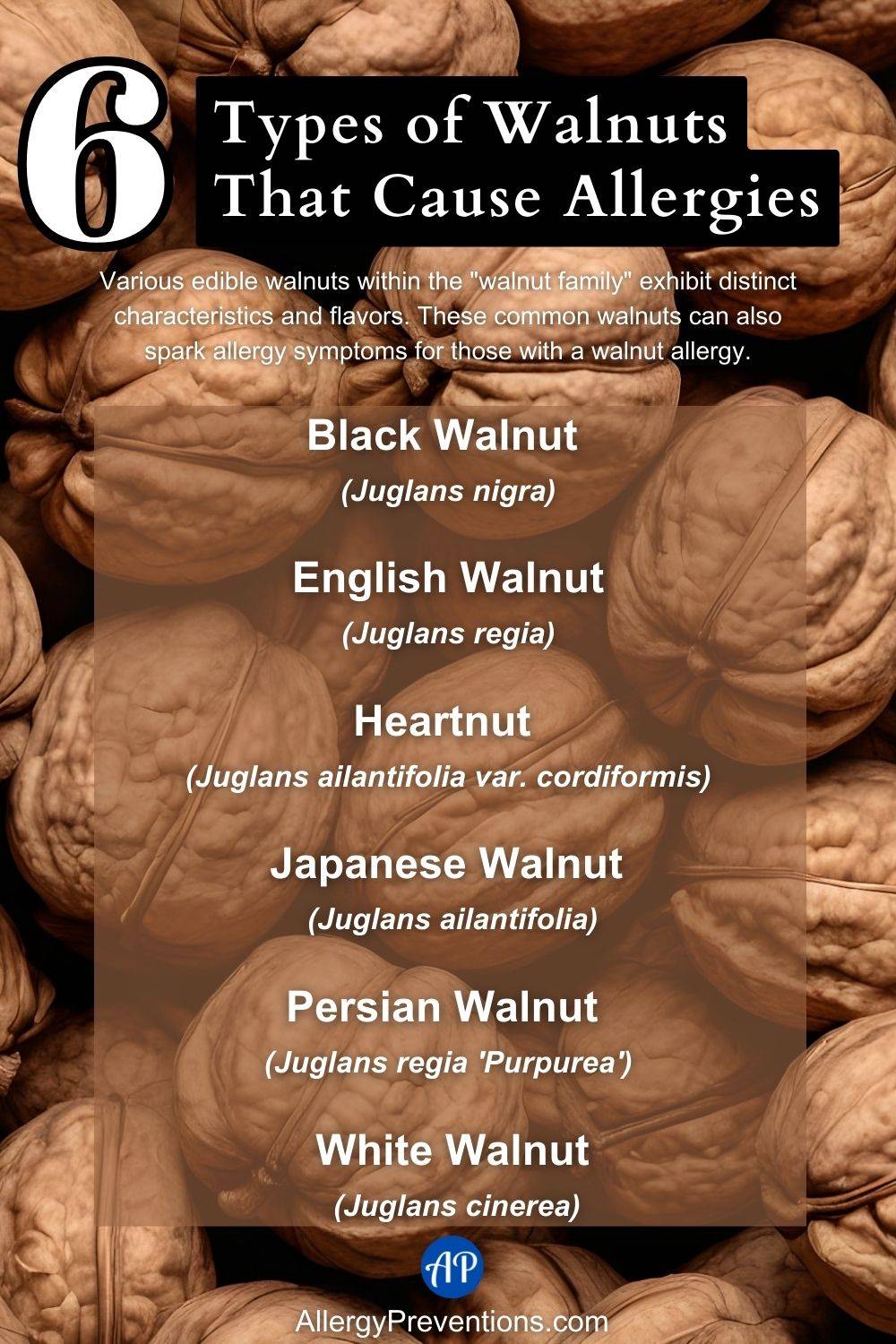 Types of Walnuts That Cause Allergies Infographic. Various edible walnuts within the "walnut family" exhibit distinct characteristics and flavors. These common walnuts can also spark allergy symptoms for those with a walnut allergy. Black Walnut (Juglans nigra), White Walnut (Juglans cinerea), English Walnut (Juglans regia), Heartnut (Juglans ailantifolia var. cordiformis), Japanese Walnut (Juglans ailantifolia), and Persian Walnut (Juglans regia 'Purpurea').