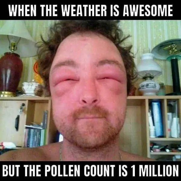 allergies meme of a man with severely swollen eyes. States “When the weather is awesome, but the pollen count is 1 million” 
