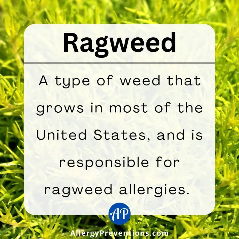 Ragweed fact infographic. Ragweed: A type of weed that grows in most of the United States, and is responsible for ragweed allergies.