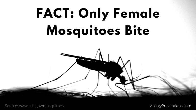 image of a biting mosquito. Fact: only female mosquitoes bite