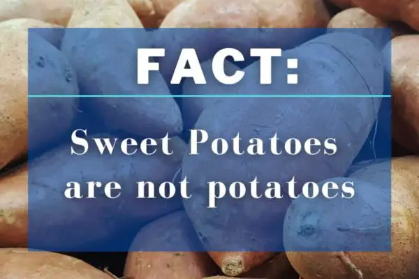 Fact: sweet potatoes are not potatoes