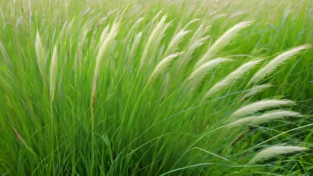 Timothy Grass Allergy Survival Toolkit: How to Navigate and Find Relief