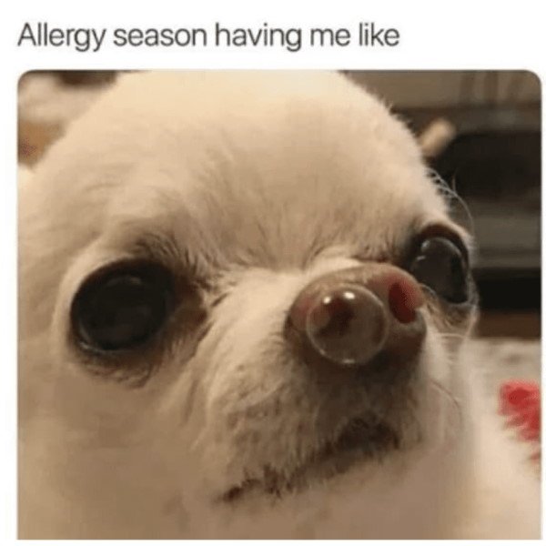 allergy season meme of a dog with a snot bubble coming out of its nose. Says “Allergy season having me like”