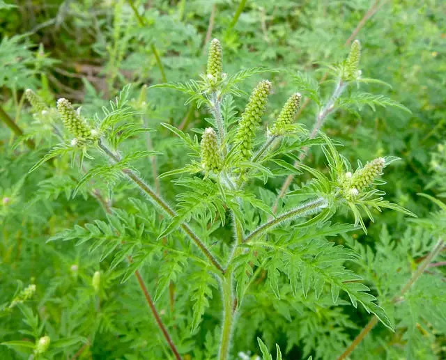 annual ragweed plant image. The plant is a bright green with a thick main stem, that has tiny hairs throughout. The top of the plant has seven flowering seed pods from the main stem.