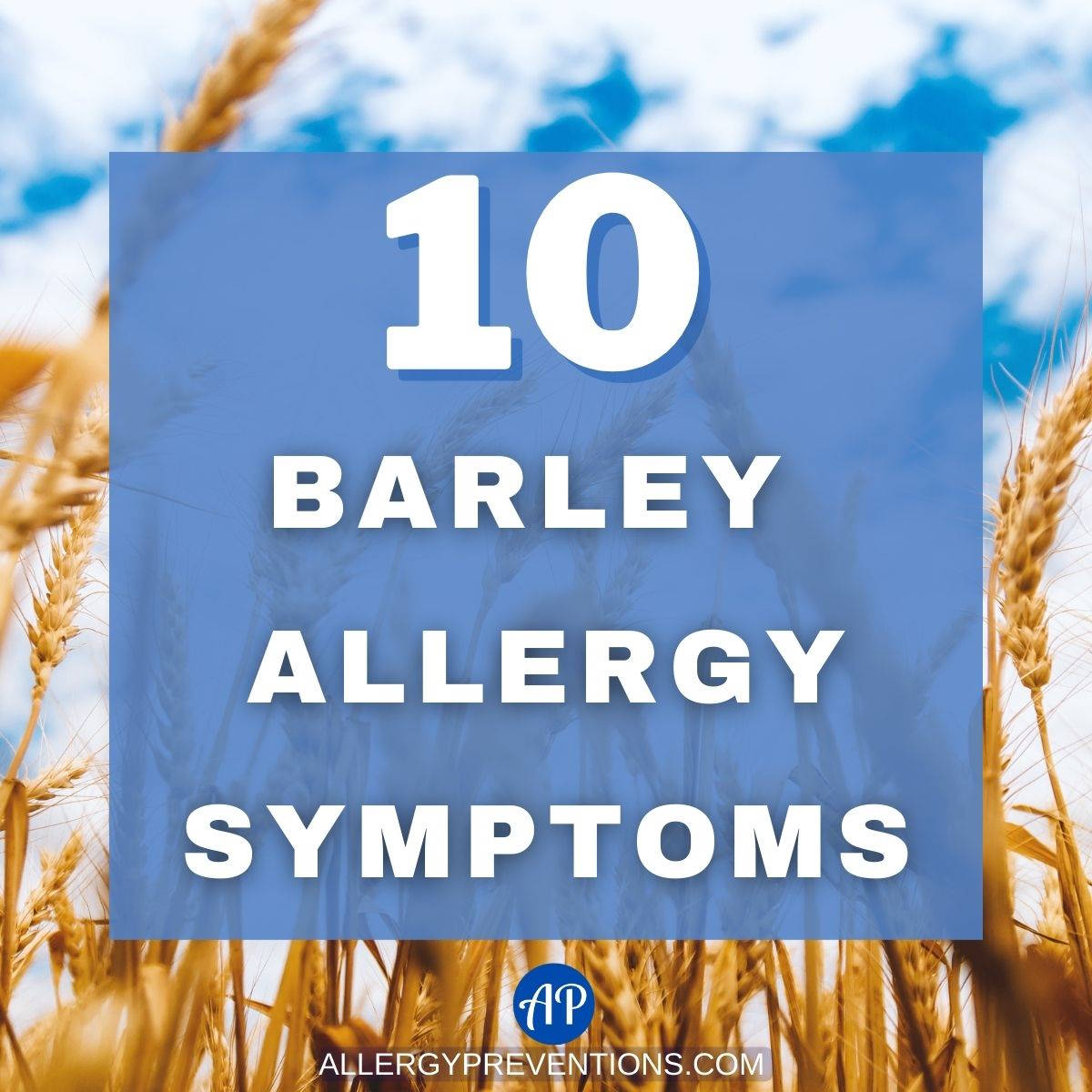 barley wheat grass in the background of the words: 10 barley allergy symptoms.