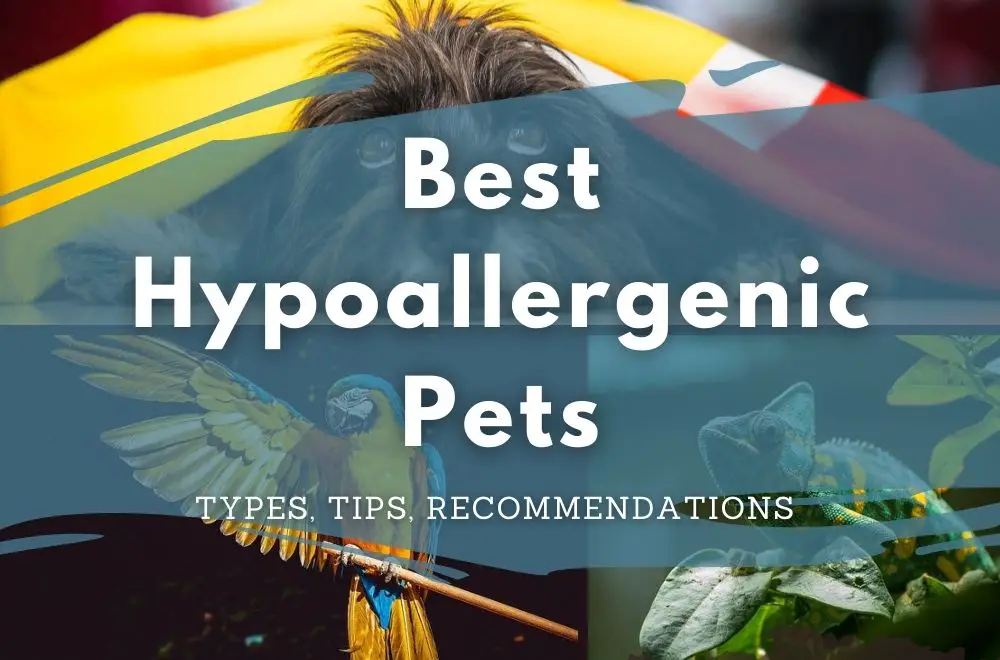 Best Hypoallergenic Pets: Types, Tips, Recommendations
