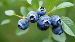 Ripe blueberries on a blueberry bush.