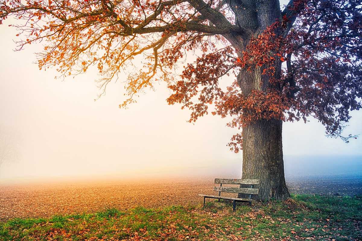 four seasons of a tree with colors from orange to blue.