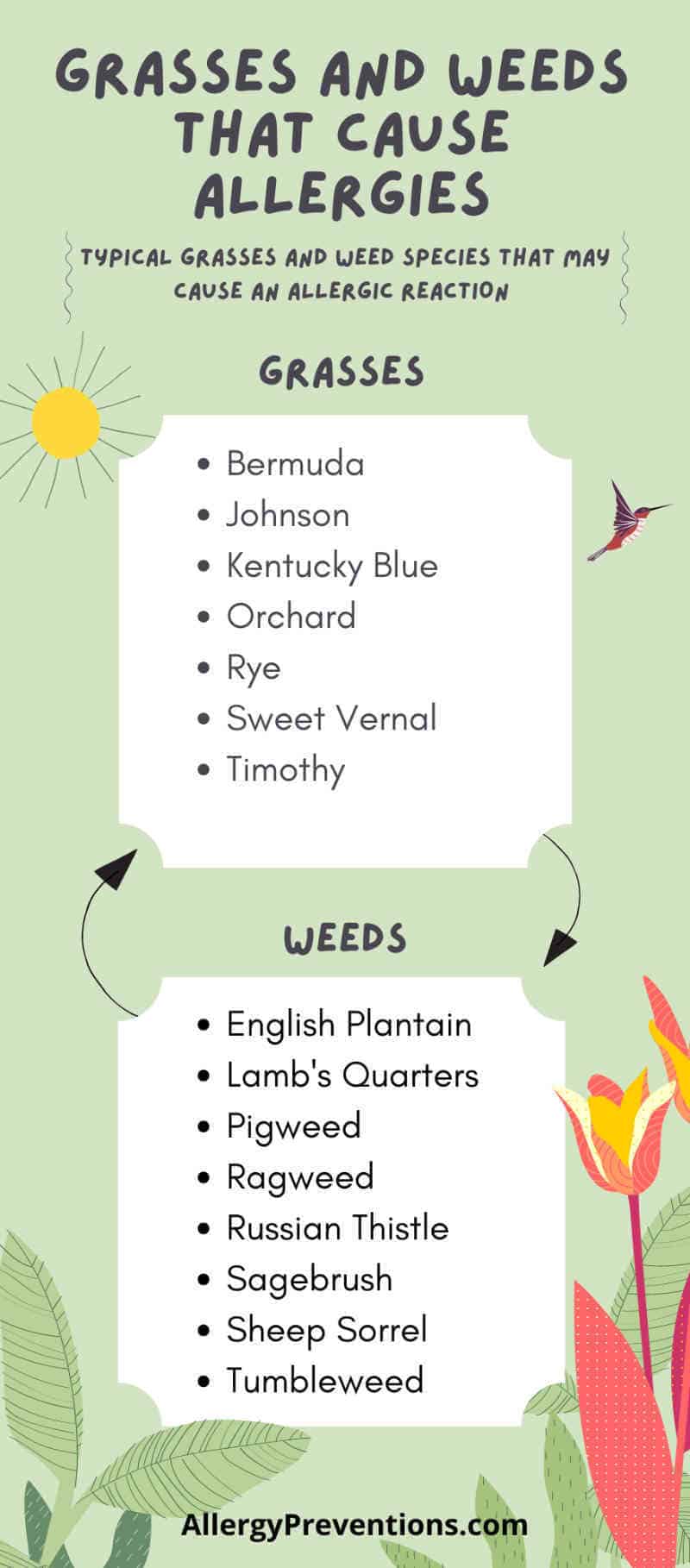 infographic on grasses and weeds that cause allergies. The most common grasses to cause allergy symptoms are: Bermuda, Johnson, Kentucky Blue, Orchard, Rye, Sweet Vernal, and Timothy. Weeds that cause allergic reaction: English Plantain, Lamb's Quarters, Pigweed, Ragweed, Russian Thistle, Sagebrush, Sheep Sorrel, Tumbleweed