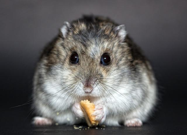 Hamster sitting and eating a cracker. 