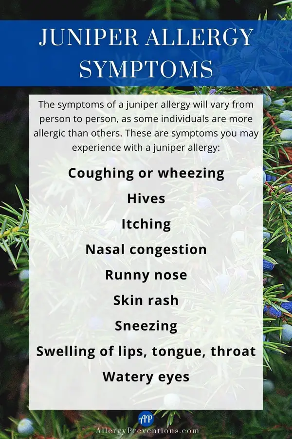 Juniper allergy symptoms infographic. A visual list of the most common symptoms associated with an allergy to juniper: Coughing or wheezing, hives (urticaria) itching, nasal congestion, runny nose, skin rash, sneezing, swelling of the lips, tongue or throat, and watery eyes.