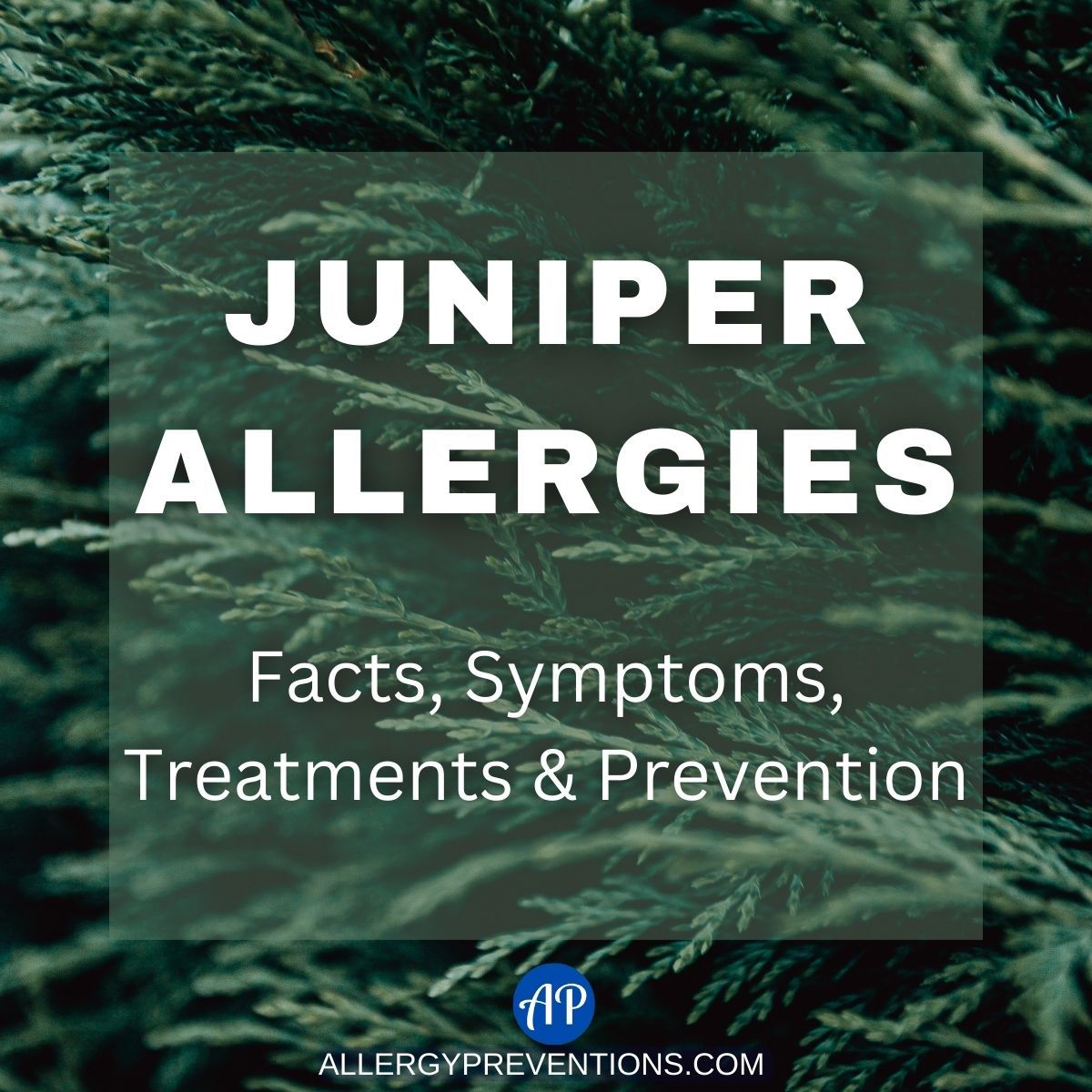 Juniper Allergies: Facts, Symptoms, Treatments & Prevention