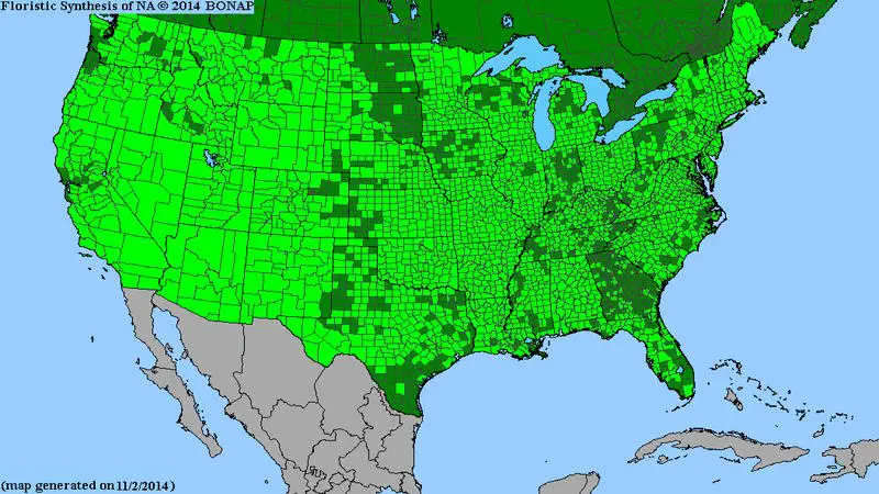map of the Unites States showing all counties that contain juniper trees or bushes. All counties show some level of juniper trees