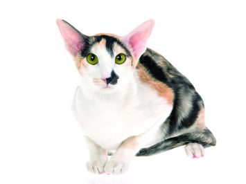 Hypoallergenic oriental short hair cay sitting, with green eyes. 