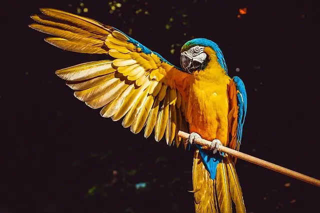 Picture of a macaw parrot on a branch. 