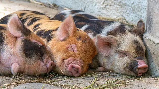 Three pigs sleeping together outside in the sun. Pigs are considered allergy-friendly. 
