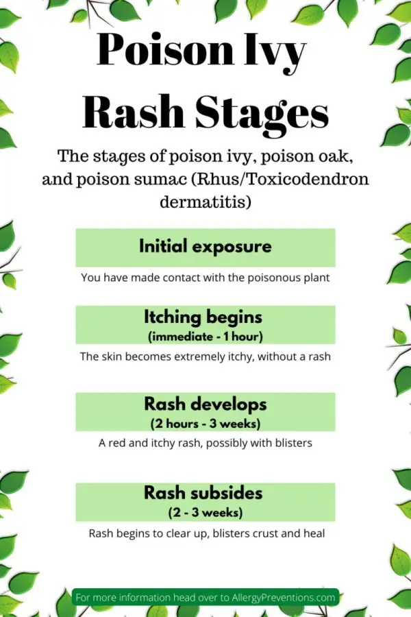 poison ivy rash stages. The stages of poison ivy, poison oak, and poison sumac (Rhus/Toxicodendron dermatitis) are initial exposure, itching begins, the rash develops, rash subsides.  Initial exposure: You have made contact with the poisonous plant Itching begins (immediate - 1 hour): The skin becomes extremely itchy, without a rash Rash develops (2 hours - 3 weeks):  A red and itchy rash, possibly with blisters Rash subsides (2 - 3 weeks):  Rash begins to clear up, blisters crust and heal.