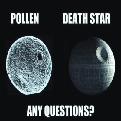 pollen under a microscope compared to the Star Wars Deathstar, the image shows they both look the same. Caption: Pollen….Death Star….Any Questions? 