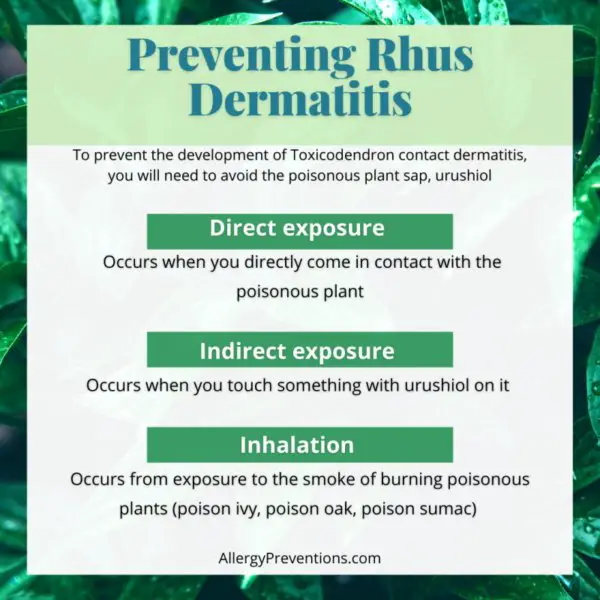 preventing rhus dermatitis infographic. To prevent the development of Toxicodendron contact dermatitis, you will need to avoid the poisonous plant sap, urushiol. You may be exposed directly, indirectly, or from inhalation.  Direct exposure - occurs when you directly come in contact with the poisonous plant Indirect exposure - occurs when you touch something with urushiol on it  Inhalation - occurs from exposure to the smoke of burning poisonous plants (poison ivy, poison oak, poison sumac) 