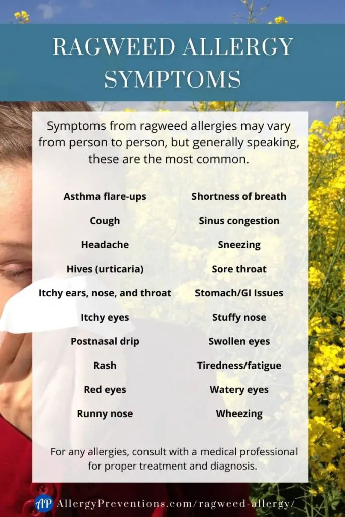 Ragweed allergy symptoms infographic. Symptoms from ragweed allergies may vary from person to person, but generally speaking, these are the most common. Asthma flare-ups, Cough, Headache, Hives (urticaria), Itchy ears, nose, and throat, tchy eyes, Postnasal drip, Rash, Red eyes, Runny nose, Shortness of breath, Sinus congestion, Sneezing, Sore throat Stomach/GI Issues, Stuffy nose, Swollen eyes, Tiredness/fatigue, Watery eyes, and Wheezing. For any allergies, consult with a medical professional for proper treatment and diagnosis.