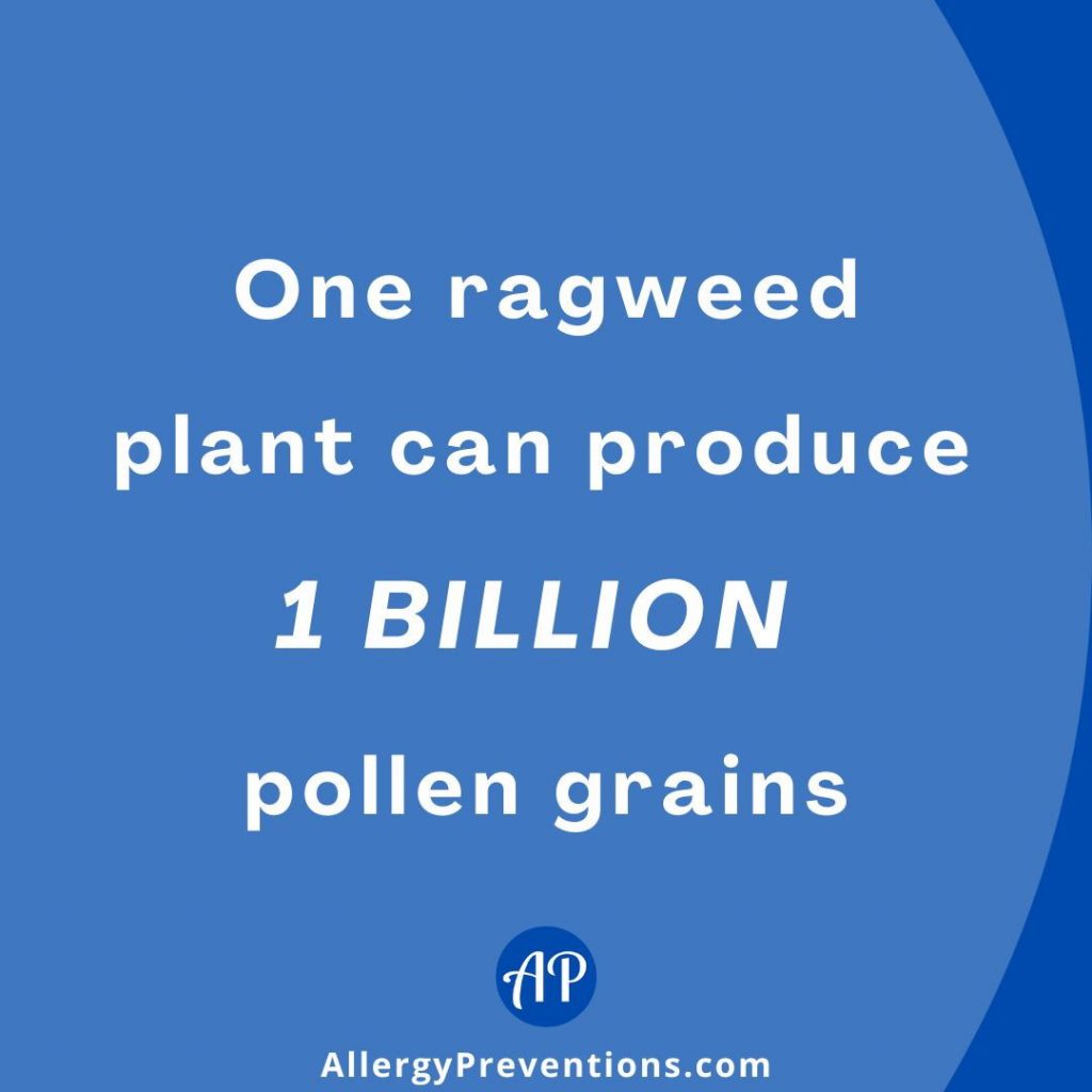 Ragweed pollen allergy fact. Fact: One ragweed plant can produce 1 BILLION pollen grains.