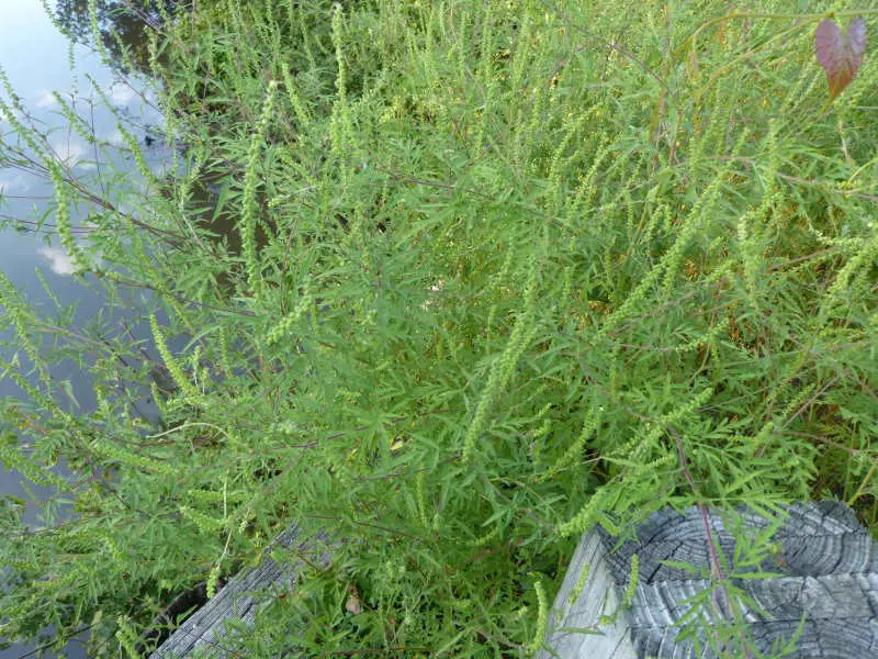 A ragweed plant that is next to a river or lake shore. The plant appears to be 3 feet tall with seed pods growing up and out of the plant.