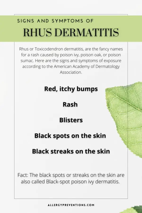 rhus dermatitis infographic. Rhus or Toxicodendron dermatitis, are the fancy names for a rash caused by poison ivy, poison oak, or poison sumac. Here are the signs and symptoms of exposure according to the American Academy of Dermatology Association. Red, itchy bumps Rash Blisters Black spots on the skin Black streaks on the skin Fact: The black spots or streaks on the skin are also called Black-spot poison ivy dermatitis. allergypreventions.com